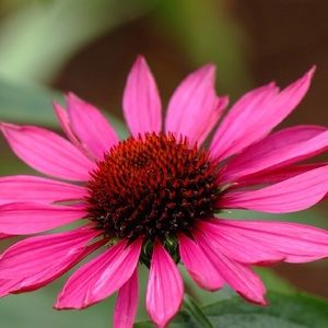 Meet your Posher, Tamara